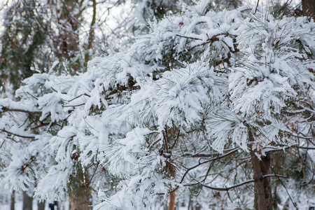 First snowfall in city parkの写真素材