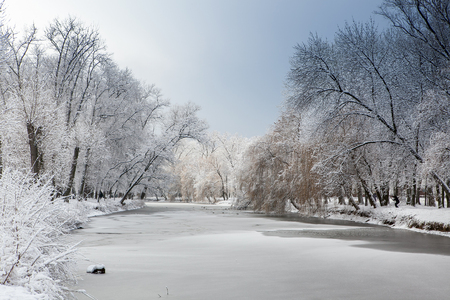 White winter landscape with fresh snow on frozen pond and trees on the lakeside in the city parkの写真素材