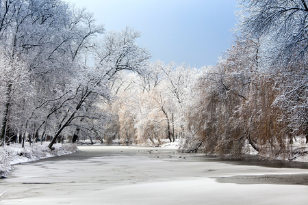 White winter landscape with fresh snow on frozen pond and trees on the lakeside in the city parkの写真素材