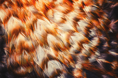 Bright colorful  feathers of some birdの写真素材