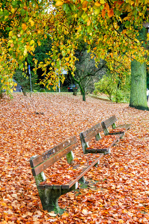 Empty park bench surrounded by autumn yellow leaves.の写真素材