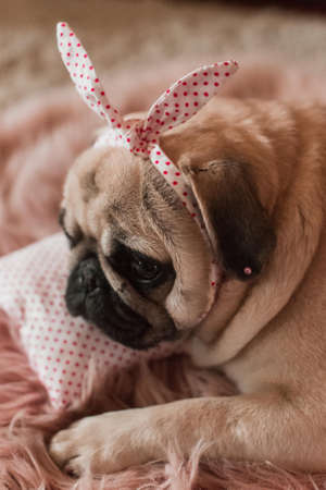 Lovely white fat cute pug dog with banter on the head close up lying on a soft pink dog bed pillow in studioの写真素材