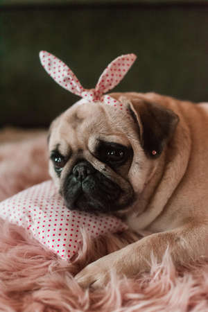 Lovely white fat cute pug dog with banter on the head close up lying on a soft pink dog bed pillow in studioの写真素材