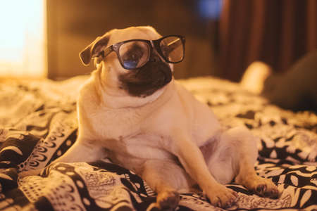 Side view of cute puppy with black glasses is sitting on bedの写真素材