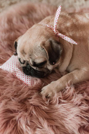 Lovely white fat cute pug dog with banter on the head close up lying on a soft pink dog bed pillow in studioの写真素材