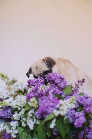 Portrait of a dog mops and tow lilac in the studioの写真素材