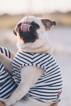 Cute little pug puppy sitting on human handsの写真素材
