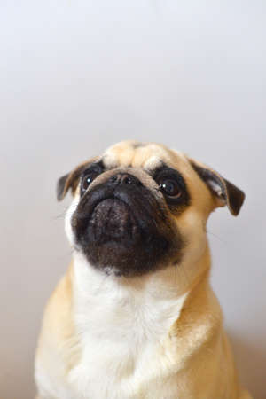 Portrait of mops dog on a white backgroundの写真素材