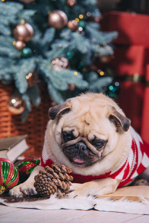 Dog in santa costume is sitting under christmas tree with gifts and book in studioの写真素材
