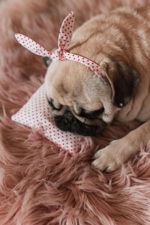 Lovely white fat cute pug dog with banter on the head close up lying on a soft pink dog bed pillow in studioの写真素材