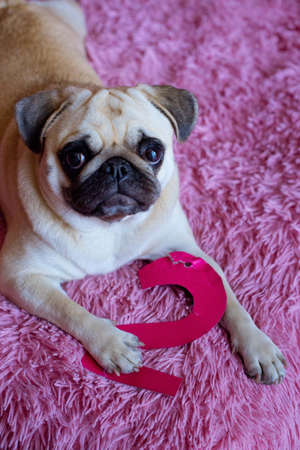 Funny birthday dog playing  with paper digit 2 on the pink backgroundの写真素材