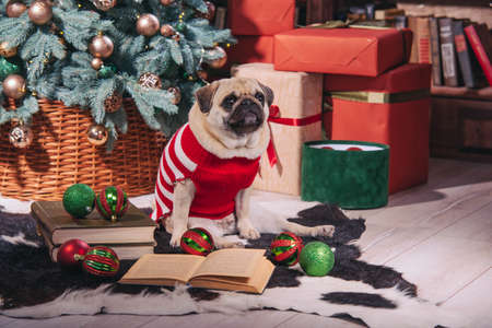 Dog in santa costume is sitting under christmas tree with gifts and book in studioの写真素材