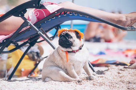 Pug breed dog in at orange hat is resting on a beach.の写真素材