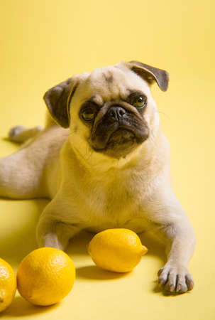 Funny dog mops is playing with lemons on a yellow background in the studioの写真素材