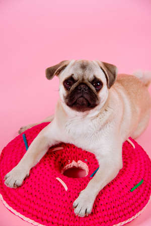 Pug puppy in  lies on a red round pillow on the pink backgroundの写真素材