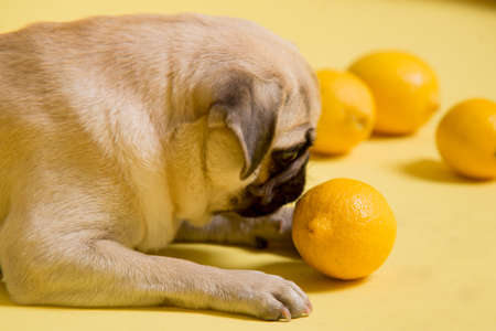 Funny dog mops is playing with lemons on a yellow background in the studioの写真素材
