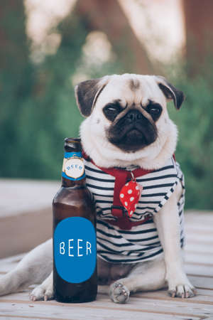 The pug is resting with  bottle of beerの写真素材