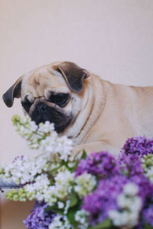 Portrait of a dog mops and tow lilac in the studioの写真素材