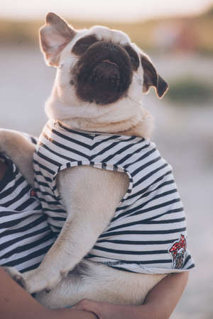 Cute little pug puppy sitting on human handsの写真素材