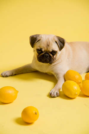 Funny dog mops is playing with lemons on a yellow background in the studioの写真素材
