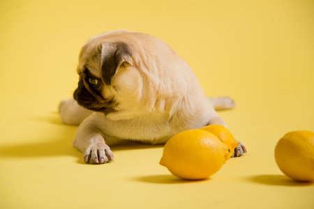 Funny dog mops is playing with lemons on a yellow background in the studioの写真素材