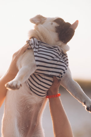 Cute little pug puppy sitting on human handsの写真素材