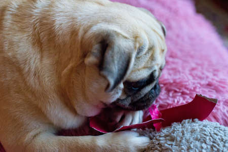 Funny birthday dog playing  with paper digit 2 on the pink backgroundの写真素材