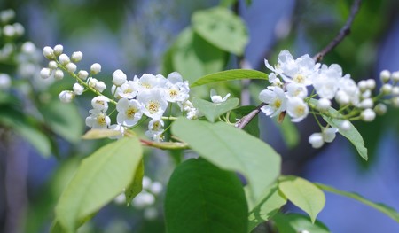 flowerの写真素材