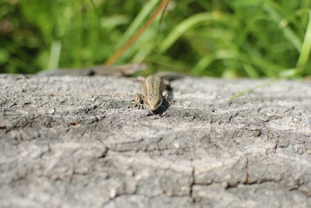 the lizard is heated on a logの写真素材
