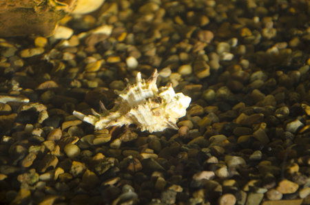 cockleshell at the bottom of an aquarium