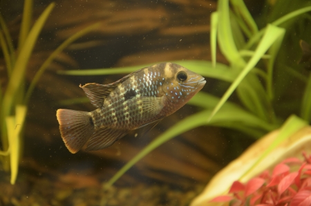 small fishes in an aquariumの写真素材