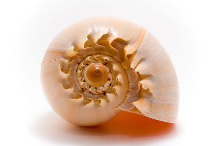 Seashell isolated on white background