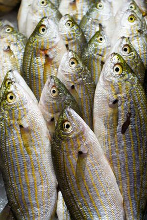 Freshly caught fish at the market for saleの写真素材