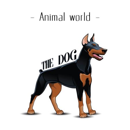 Animal World The Dog Doberman Background Vector Imageのイラスト素材