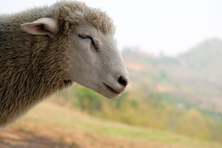 Morning sheep eating in the frame for people and complete mutton.の写真素材