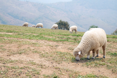 Morning sheep eating in the frame for people and complete mutton.の写真素材
