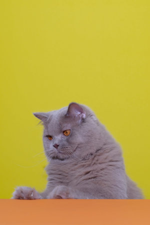 The cat was refreshed while presenting the product.の写真素材