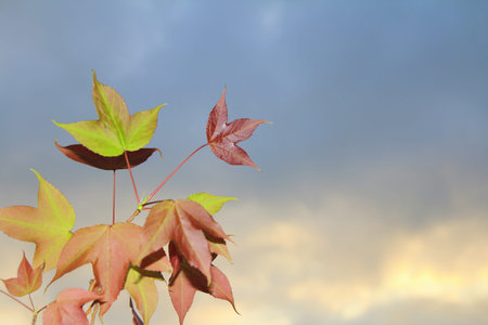 Maple  and sky