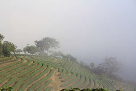 Tea plantation on hillの写真素材