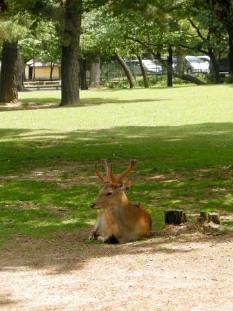 The young deer in the park of Japanの写真素材