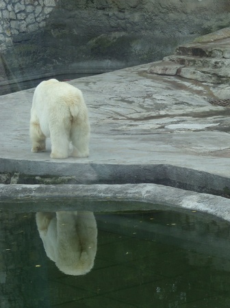 The white bear in Moscow zooの写真素材