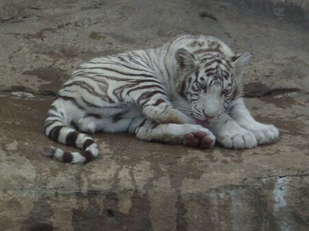 The small white tiger in Moscow zooの写真素材