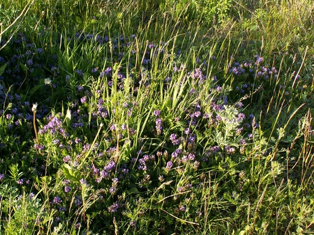 The flowers on the meadow in Yaroslavlの写真素材