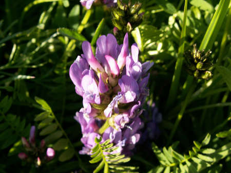 The flowers on the meadow in Yaroslavlの写真素材