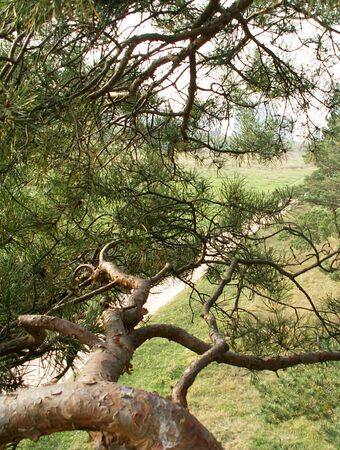View from the top of the pine in summerの写真素材