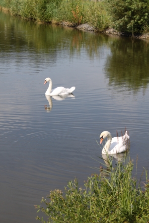 Swans on lakeの写真素材