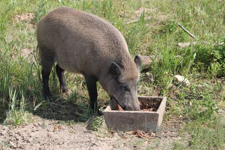 Boar in Yaroslavl zooの写真素材
