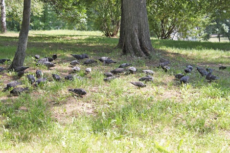 Pigeons on grassの写真素材