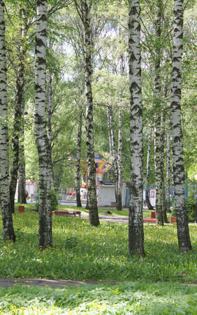 Russian birches in Yaroslavlの写真素材