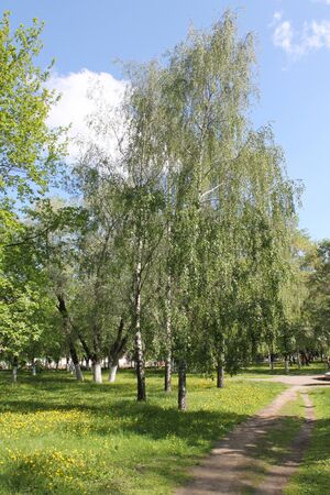 Park in summer in Yaroslavlの写真素材